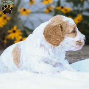Cassie F1B, Cavapoo Puppy